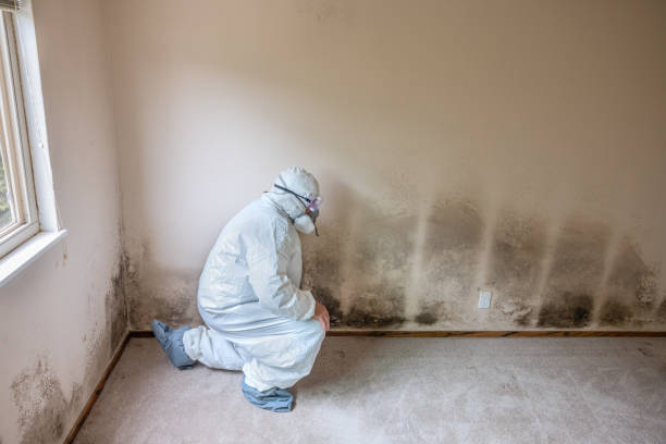 Best Mold Damage Restoration  in USA